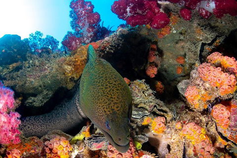 Scuba Dive The S.S. Yongala Wreck On The Great Barrier Reef. - Darwin Tourism 1