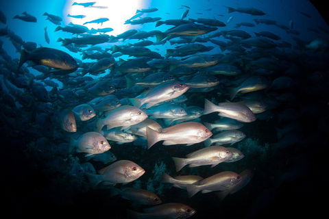 Scuba Dive The S.S. Yongala Wreck On The Great Barrier Reef. - Darwin Tourism 4