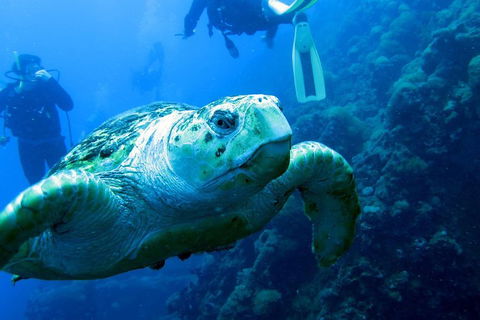 Scuba Dive The S.S. Yongala Wreck On The Great Barrier Reef. - Darwin Tourism 5